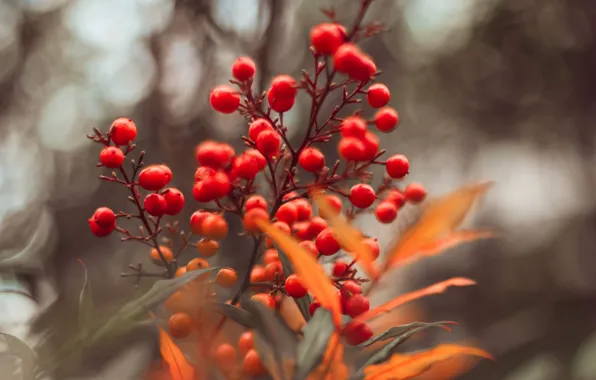 Picture leaves, macro, berries, branch, red