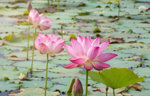 Picture flowers, lake, pink, Lotus, buds, pink, flowers, lake, lotus, petals, waterlily