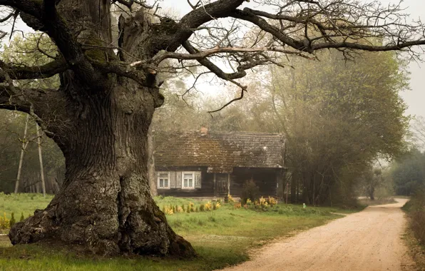 Picture road, house, tree