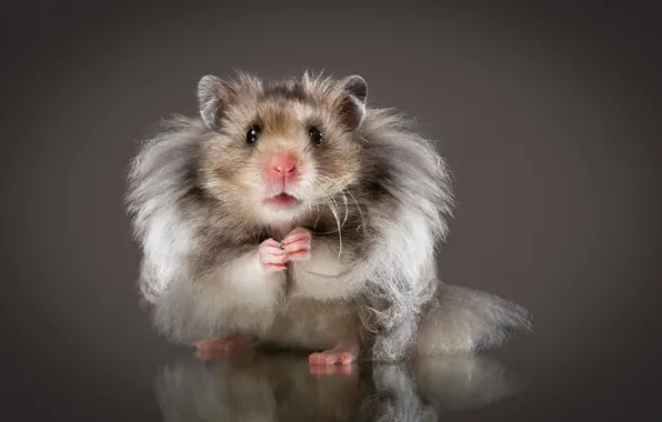 Picture look, background, hamster, fluffy, rodent, Natalia Lays, The Syrian hamster