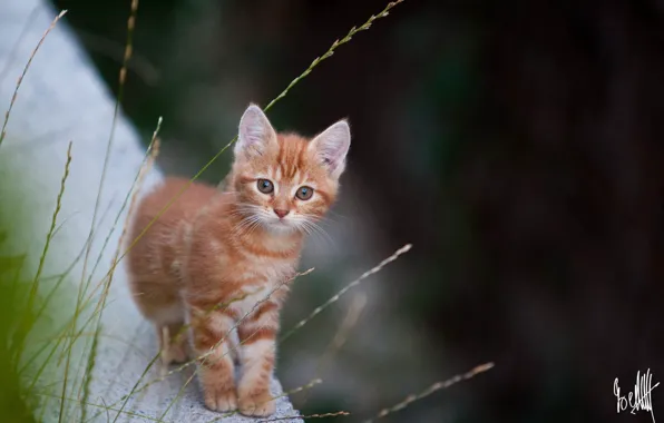 Picture looks, the camera, Ginger kitten