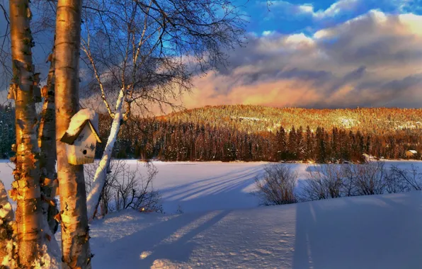 Picture winter, snow, trees, landscape, sunset, nature, hill, Canada, shadows, birdhouse, forest, QC, Alain Audet