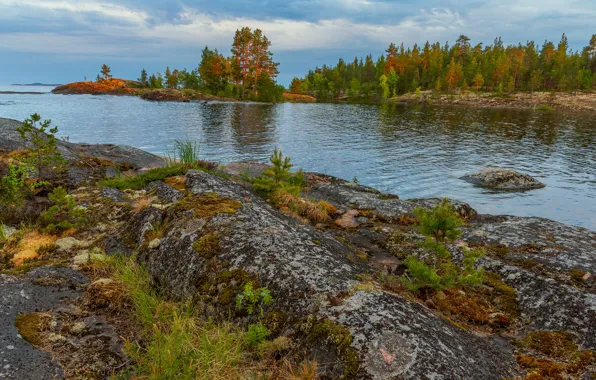 Picture grass, trees, landscape, nature, stones, Bay, Lake Ladoga, Karelia, Ladoga, Vladimir Ryabkov