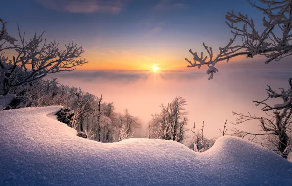 Picture winter, snow, trees, branches, sunrise, dawn, morning, the snow, Slovakia, Radoslav Cernicky, Small Carpathians