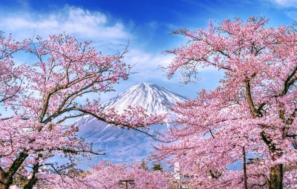 Picture cherry, spring, Japan, Sakura, Japan, flowering, mount Fuji, landscape, pink, blossom, mountain, sakura, cherry, spring, …