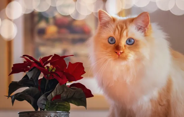 Picture cat, flower, glare, portrait, muzzle, blue eyes, fluffy, poinsettia