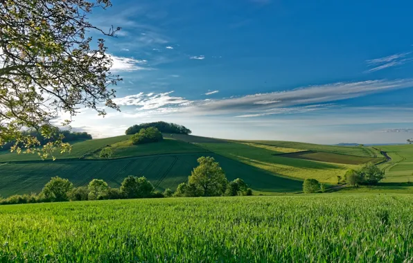 Picture trees, France, field, hill, space, France, Монтморин, Montmorin