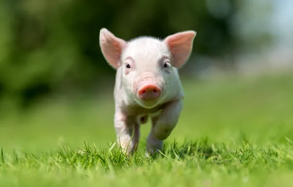 Picture grass, look, little, pig
