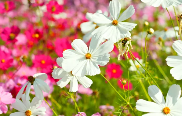 Picture field, summer, flowers, colorful, meadow, summer, pink, white, white, field, pink, flowers, cosmos, meadow