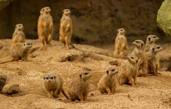 Picture sand, look, nature, pose, meerkats, company, a lot, stand, meerkat, party
