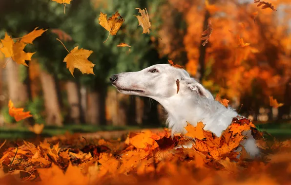 Picture autumn, leaves, nature, Park, animal, dog, head, falling leaves, dog, Greyhound