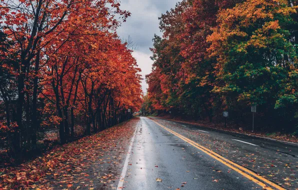 Picture road, autumn, leaves, trees, Park, road, landscape, nature, autumn, leaves, tree