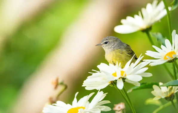 Picture flowers, chamomile, bird