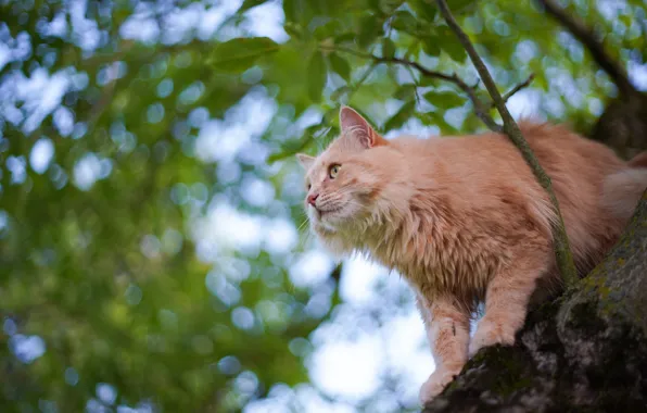 Picture cat, cat, tree, on the tree, cat