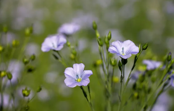 Picture flowers, background, Wallpaper, petals, wildflowers, len, blue flower, blue flowers, little flowers
