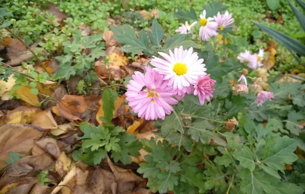 Picture Autumn, Fall, Foliage, Autumn, Leaves, Pink flowers, Pink flowers