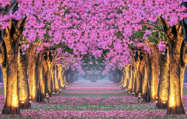 Picture trees, Park, spring, Sakura, alley, flowering, Korea, pink, blossom, park, tree, sakura, cherry, spring, alley