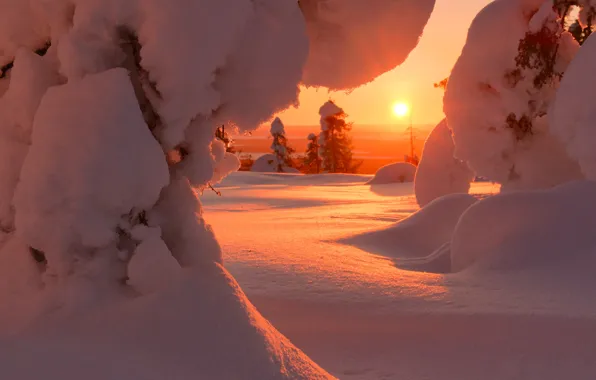Picture winter, the sun, snow, trees, landscape, nature, dawn, morning, ate, Finland, Maxim Evdokimov