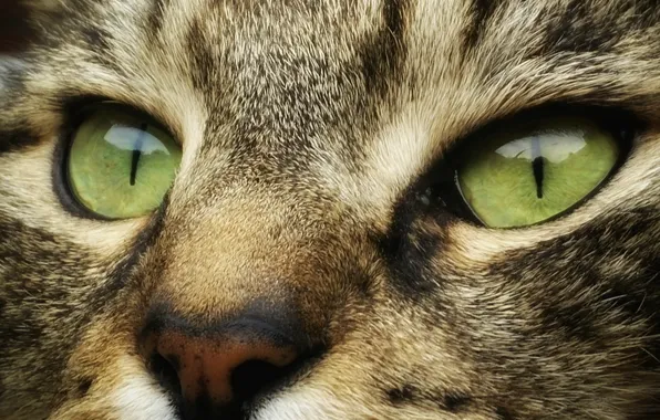 Picture wallpaper, green eyes, animals, eyes, cat, face, cats, look, muzzle, striped, 4k ultra hd background