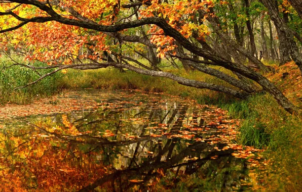 Picture autumn, forest, trees, landscape, nature, pond, foliage, Primorye, Maxim Evdokimov