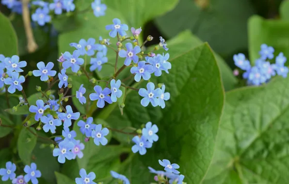 Picture spring, widescreen, forget-me-not, blue flowers