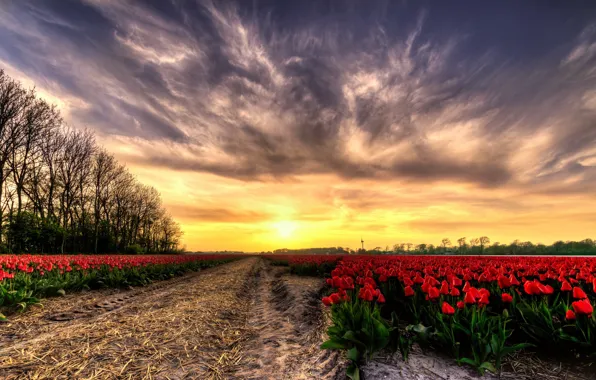 Picture field, sunset, tulips