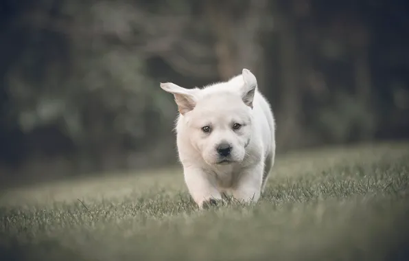 Picture grass, look, baby, puppy, walk, face, bokeh, doggie