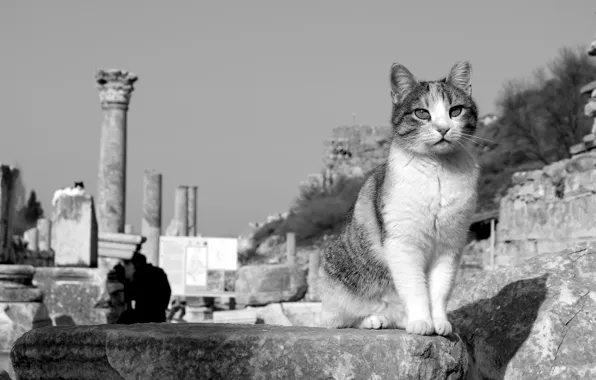 Picture cat, cat, black and white, the ruins, monochrome, Turkey, cat, Ephesus