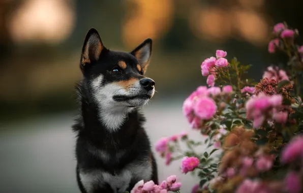 Picture flowers, background, black, roses, dog, puppy, rose Bush, Shiba inu, Shiba