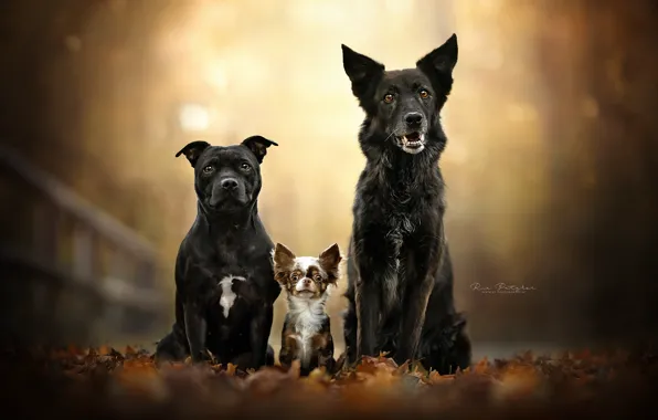 Picture autumn, dogs, leaves, foliage, portrait, trio, friends, bokeh, Chihuahua, Trinity, American Staffordshire Terrier
