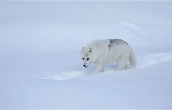 Picture winter, snow, wolf, step