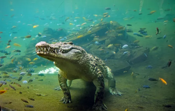 Picture water, fish, crocodile