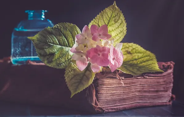 Picture flower, background, book
