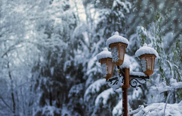 Picture winter, snow, trees, nature, Park, tree, lantern, park, winter, snow, lantern, fir tree