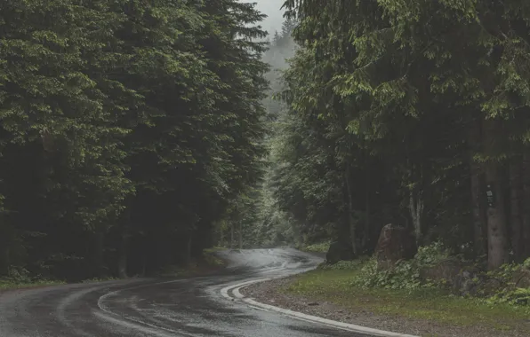 Picture road, forest, trees, nature