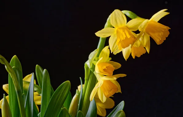 Picture black background, yellow, daffodils, closeup