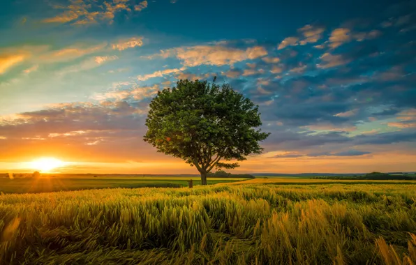 Picture field, the sky, sunset, tree, ears