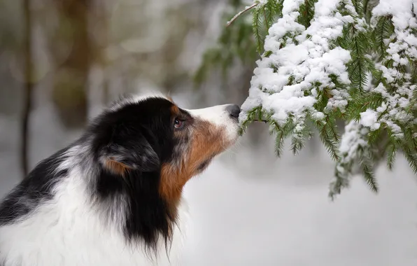 Picture face, snow, branches, dog, Anna Oris