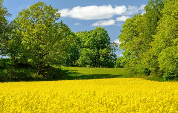 Picture field, trees, spring, Sweden, rape