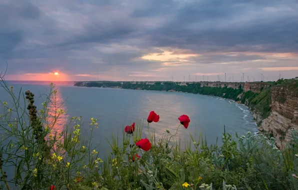 Picture sea, landscape, sunset, flowers, nature, rocks, Maki, Bay, Bulgaria, May Brymova