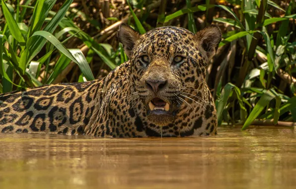 Picture face, water, Jaguar, wild cat, Alexander Markelov