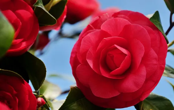 Picture macro, scarlet, Camellia