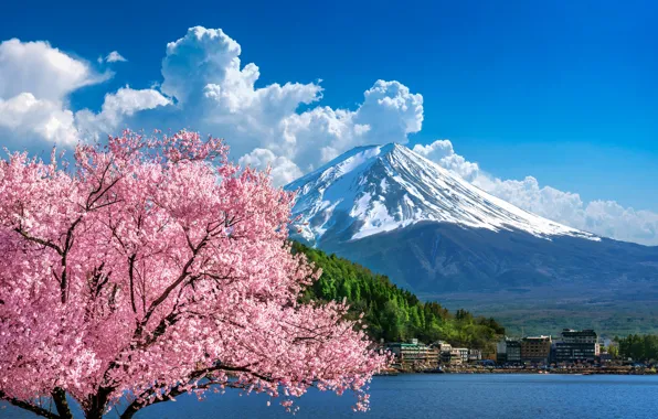 Picture cherry, spring, Japan, Sakura, Japan, flowering, mount Fuji, landscape, pink, blossom, mountain, sakura, cherry, spring, …