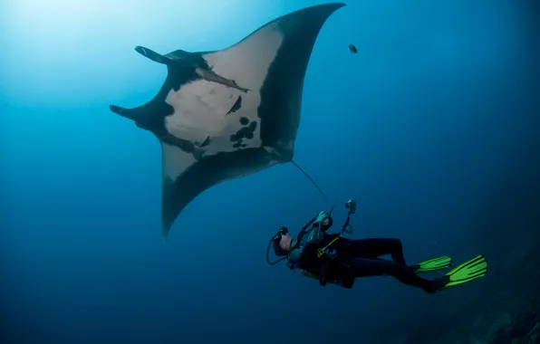 Picture stingray, diver, underwater view