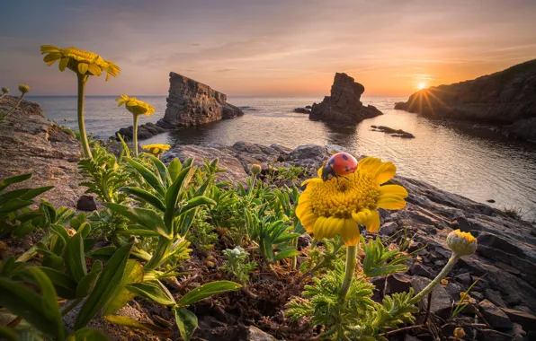 Picture sea, the sun, rays, landscape, sunset, flowers, nature, stones, rocks, shore, ladybug, beetle, spring, Bulgaria, …