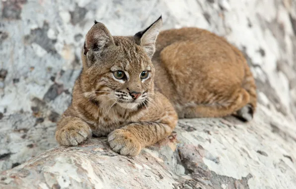 Picture cub, kitty, lynx, wild cat, a small lynx