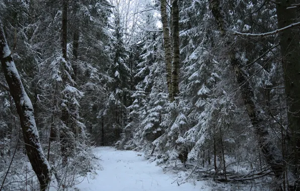 Picture winter, forest, snow, trees, nature, trail