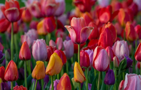 Picture tulips, buds, colorful, a lot