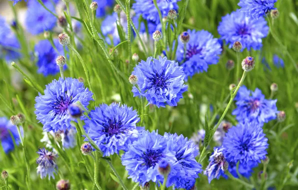 Picture flowers, nature, buds, cornflowers