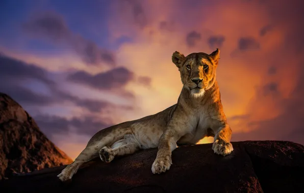 Picture the sky, stone, lioness, sky, stone, lioness, Jie Fischer